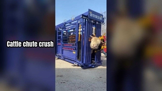 Heavy Duty Cattle Crush For Farm Safety
