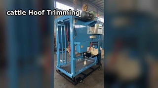 Cattle Hoof Trimming 